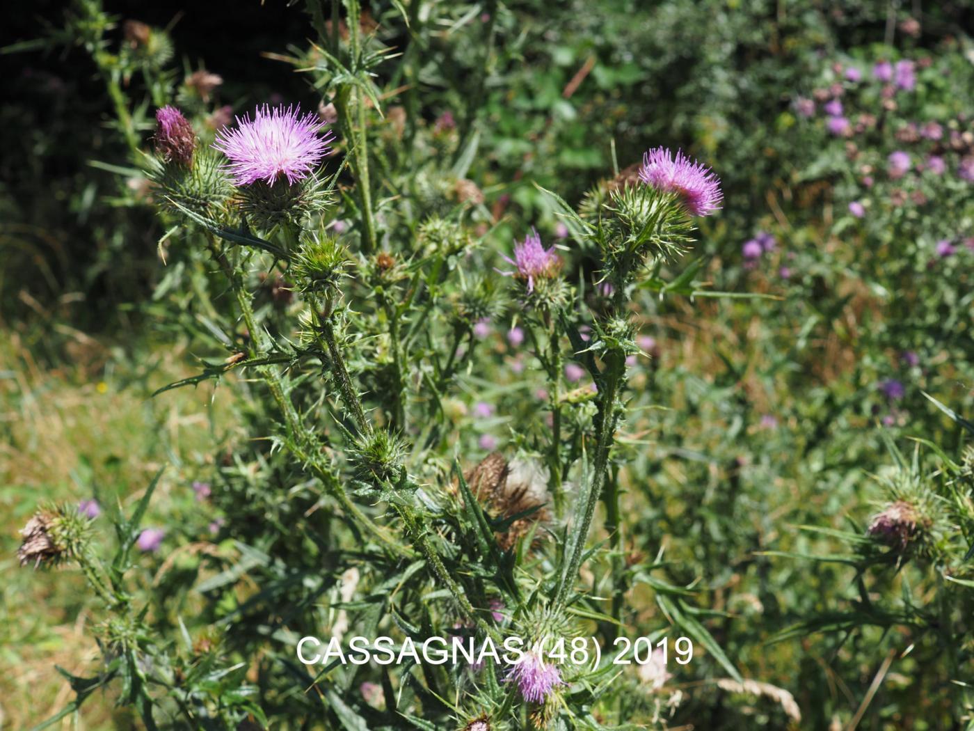 Thistle, Spear plant